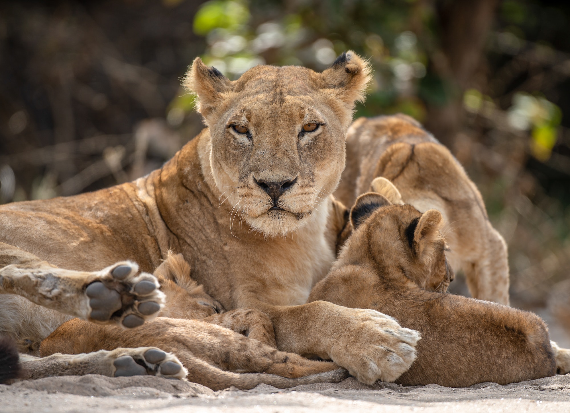 lion on the plains of Serengeti savannah